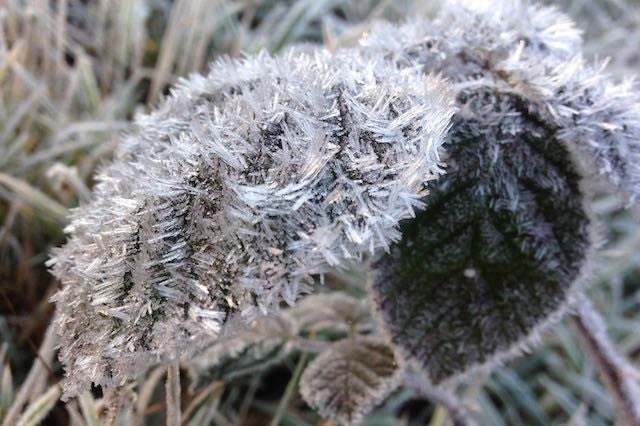 Leaf frozen in frost