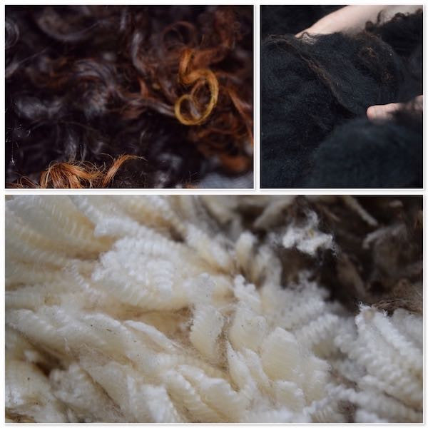 Raw wool of various breeds