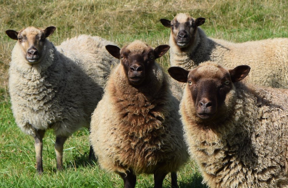 Ewes from Ananda Hills Farm