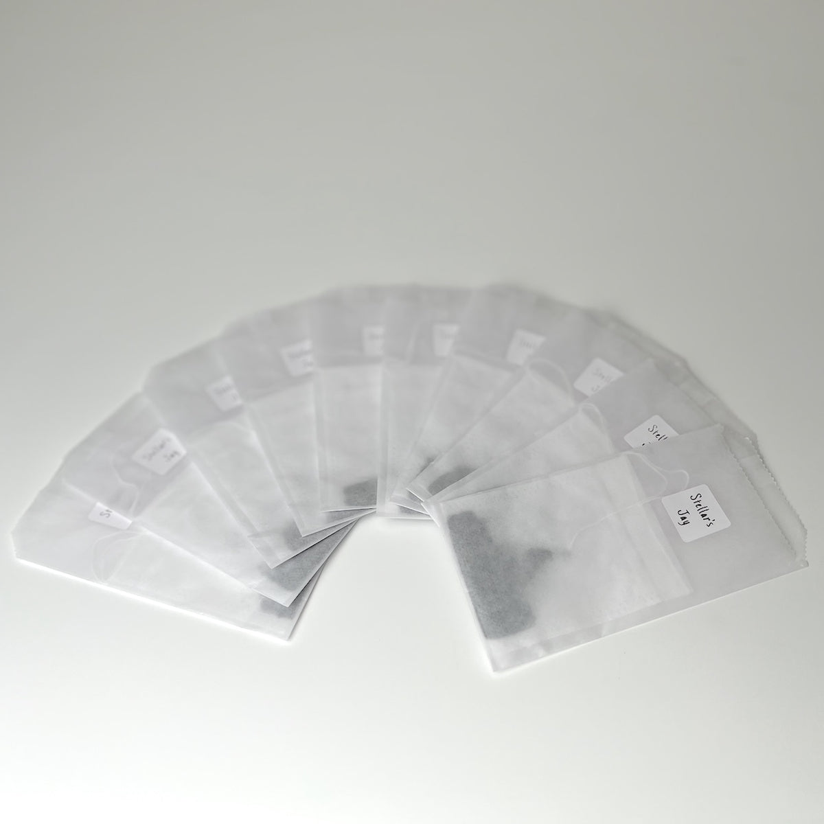 Studio Pack - Stellar's Jay