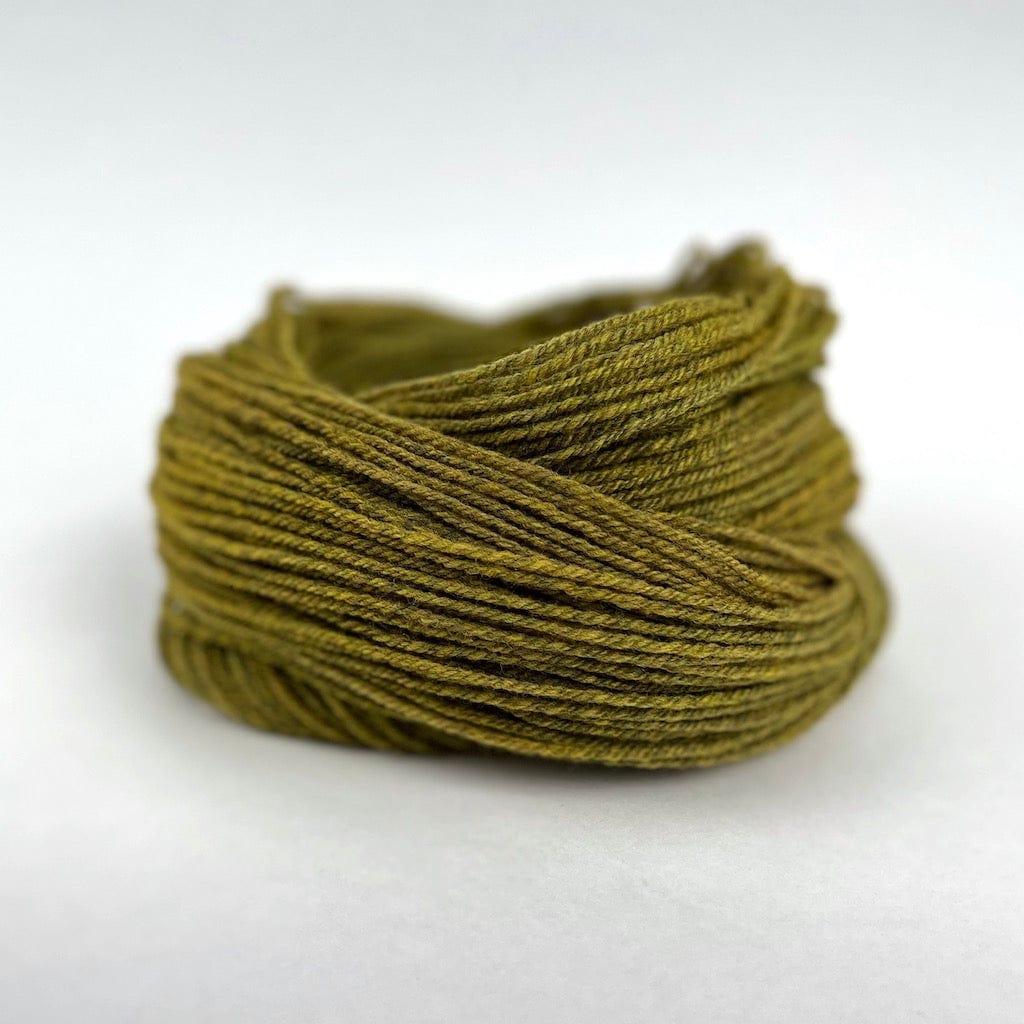 Saltwater - Daffodil