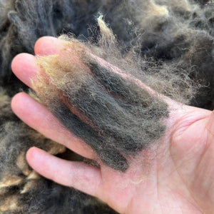 Wool Handling and Scouring Course - Free Wool