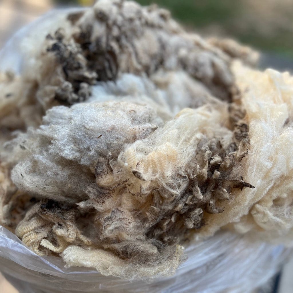 Wool Handling and Scouring Course - Free Wool