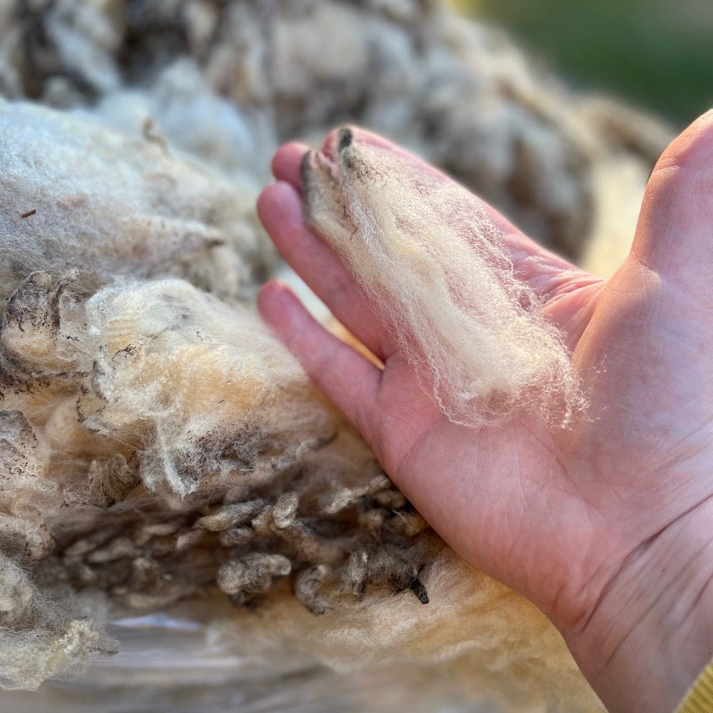 Wool Handling and Scouring Course - Free Wool