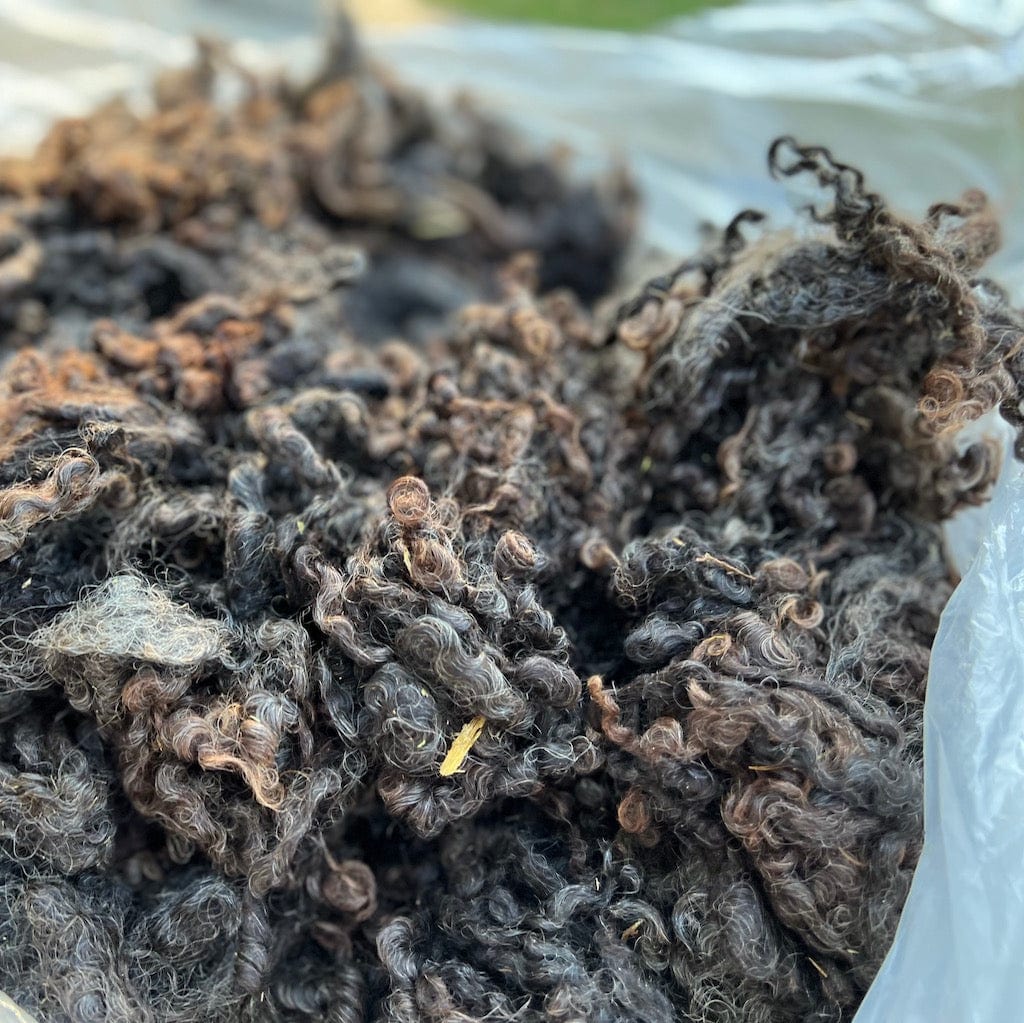 Wool Handling and Scouring Course - Free Wool