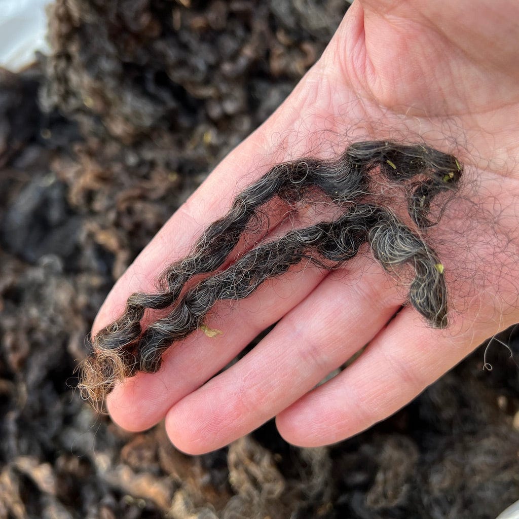 Wool Handling and Scouring Course - Free Wool